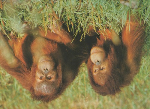Postkarte tierpark berlin - postkarte,
