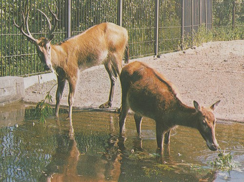 Alte postkarte tierpark - postkarte,