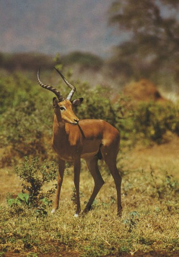 Alte postkarte impalaantilope - alte,