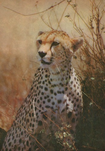 Alte postkarte gepard - alte,