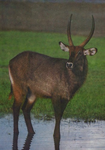 Alte ansichtskarte wasserbock - alte,
