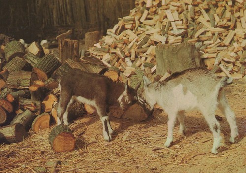 Ddr postkarte ziegen vor - postkarte,