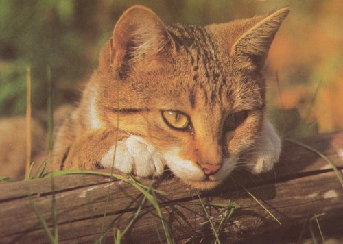 Alte postkarte katze liegend - alte,