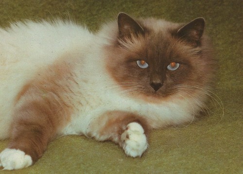 Alte postkarte katze - postkarte,