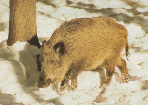 Postkarte bache wildschwein - postkarte,