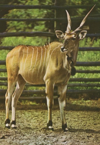 Alte postkarte tierpark berlin - tierpark,