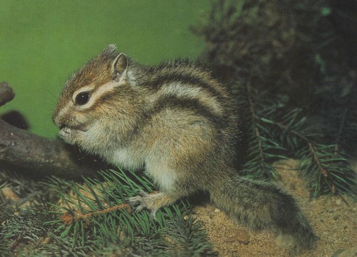 Ddr postkarte tierpark berlin - tierpark,