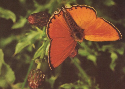 Alte postkarte schmetterling - postkarte,