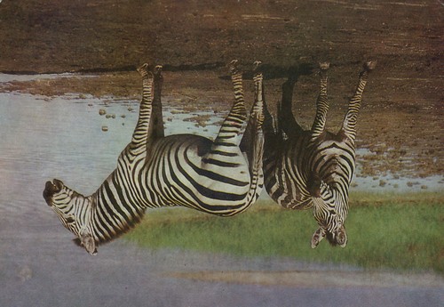 Alte postkarte böhm zebras - postkarte, böhm-zebras